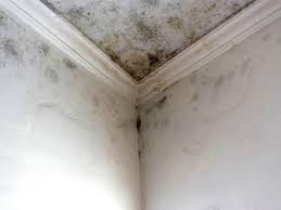 Mold Remediation for Rental Properties in Hyrum, UT